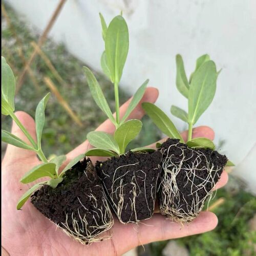 云南直发洋桔梗大苗开花机器盆栽易种活室内室外庭院花卉观花植物 - 图0