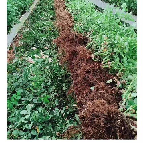 玫瑰老根盆栽四季花浓香型花卉阳台耐寒绿植庭院耐寒耐热带花苞 - 图3