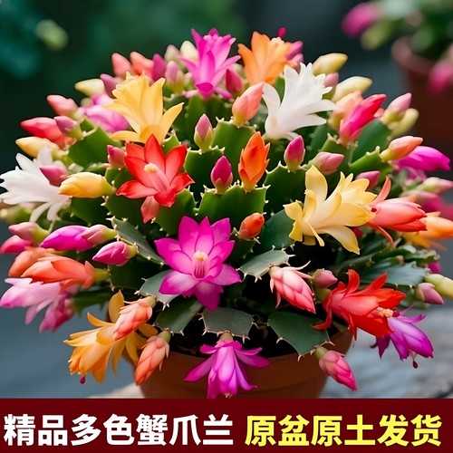 【原盆原土】多色重瓣蟹爪兰盆栽带花苞四季花室内阳台绿植年宵花 - 图0