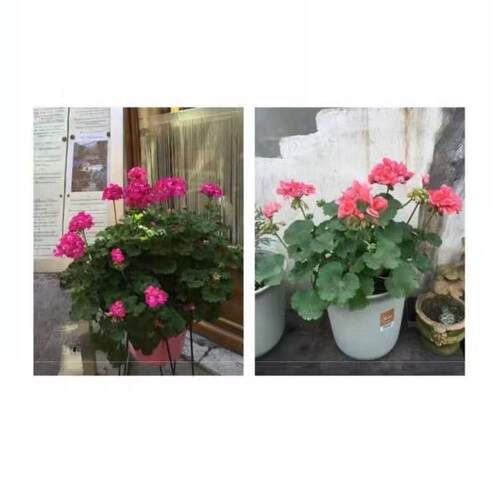 天竺葵盆栽带花苞洋绣球花苗四季开花不断庭院阳台花卉绿植 - 图2