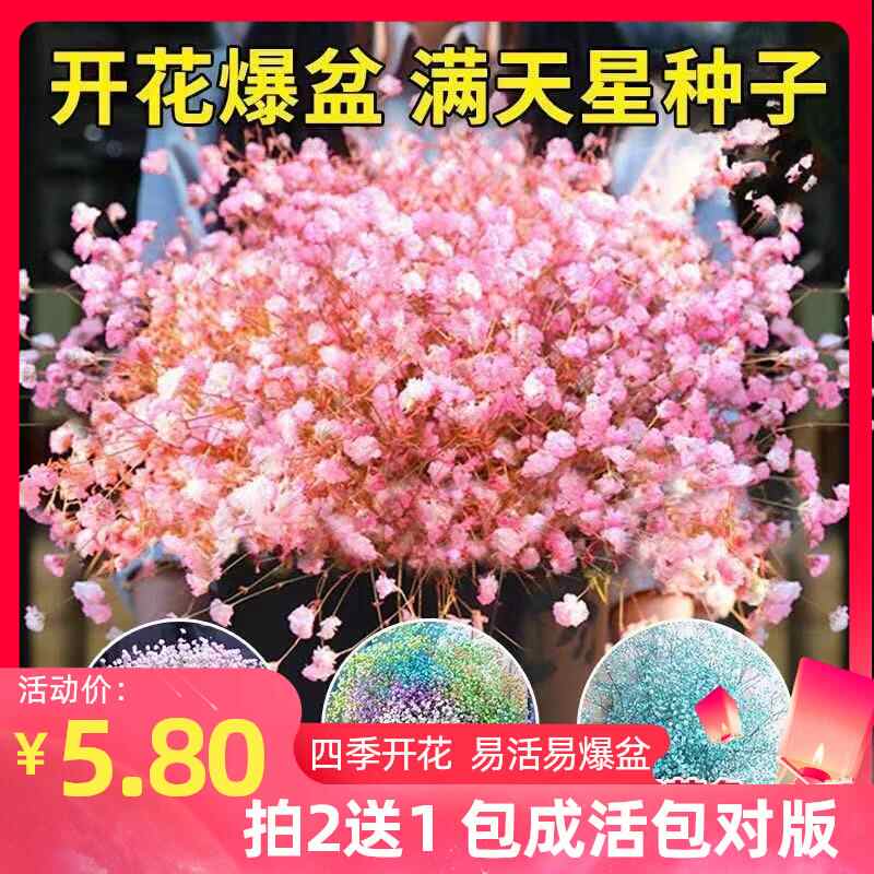 年生花种子 新人首单立减十元 22年6月 淘宝海外