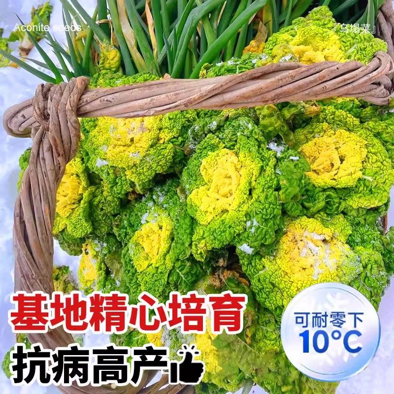 耐寒黄心乌塌菜黄心菜菊花心菜大白菜农家四季播蔬菜黄金乌矮脚黄,淘宝优惠券,粉丝福利购,淘宝优惠卷