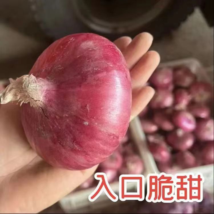 官方正品】山东二红扁葱肉厚多汁新鲜水果洋葱生吃甜脆应季土特产 - 图3