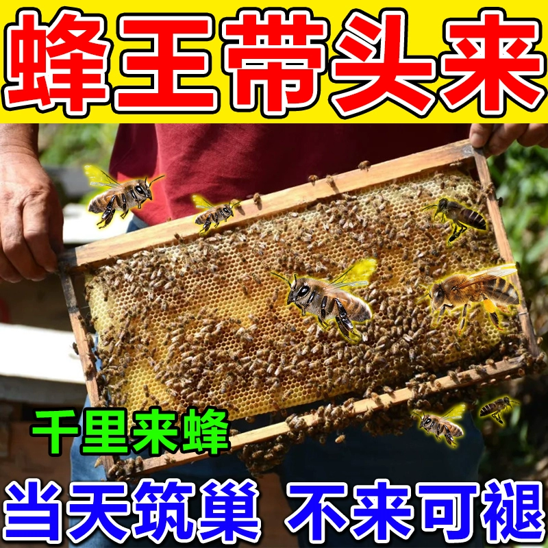 【限时赠送】诱蜂膏神器蜂蜡野外诱蜂水中蜂养蜂招蜂引诱蜂王工具 - 图2