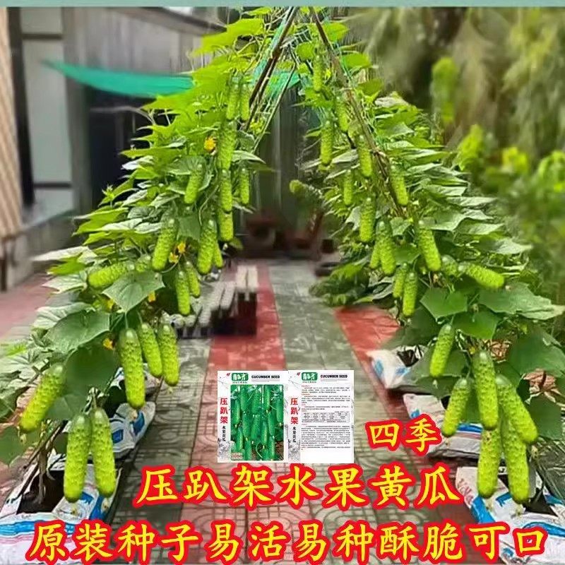 水果黄瓜种子高产压趴架春秋黄瓜种旱籽大棚阳台蔬菜种子四季盆栽,淘宝优惠券,粉丝福利购,淘宝优惠卷