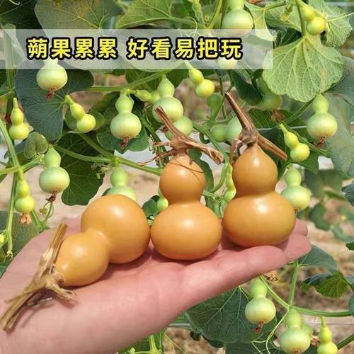 【11.5万人】盆栽特小葫芦种子手捻葫芦种子阳台观赏文玩金色 - 图3