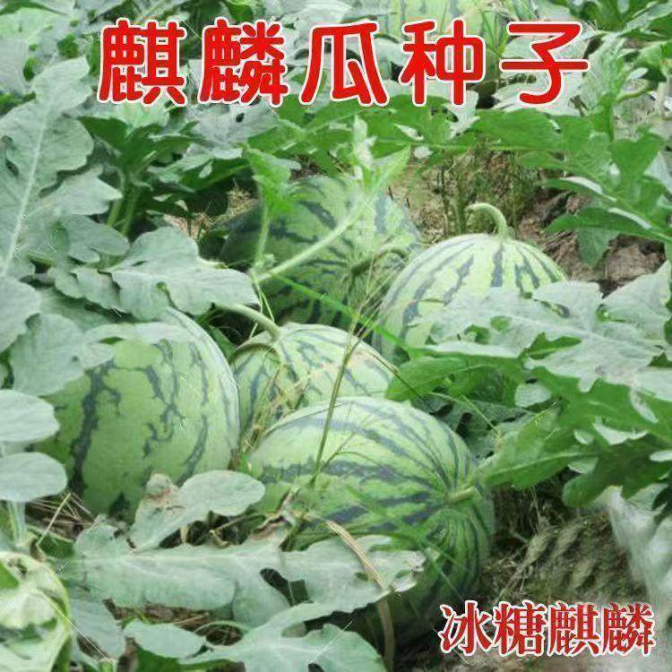 8424麒麟懒汉西瓜超甜美都甜王无籽四季蔬菜水果南方花皮西瓜新鲜,淘宝优惠券,粉丝福利购,淘宝优惠卷