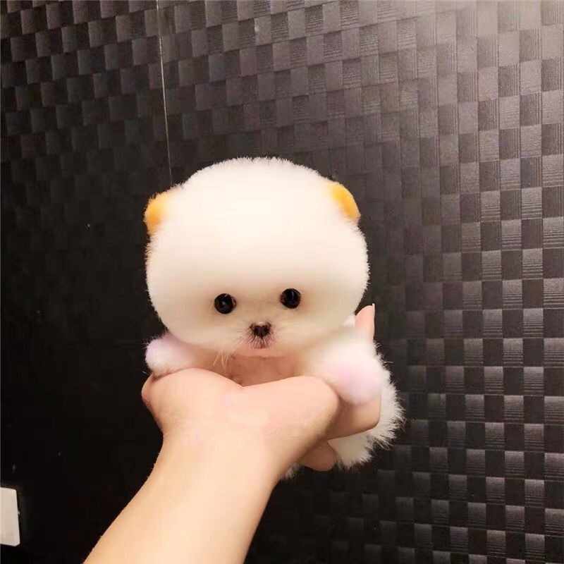 茶杯博美犬 Top 00件茶杯博美犬 22年11月更新 Taobao