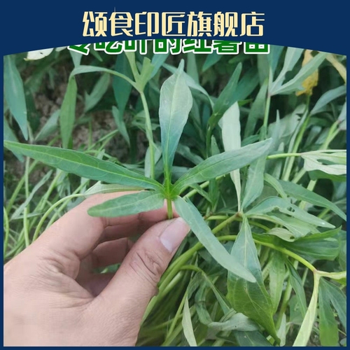 食叶型红薯苗老根苗叶五叉藤秧广西红薯叶苗地瓜叶番薯苗红苕尖吃