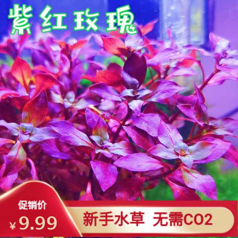 紫水草植物 新人首單立減十元 22年10月 淘寶海外