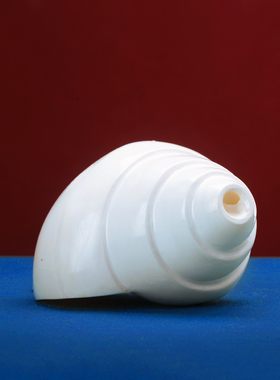 尼泊尔产白海螺右旋生物左旋摆件