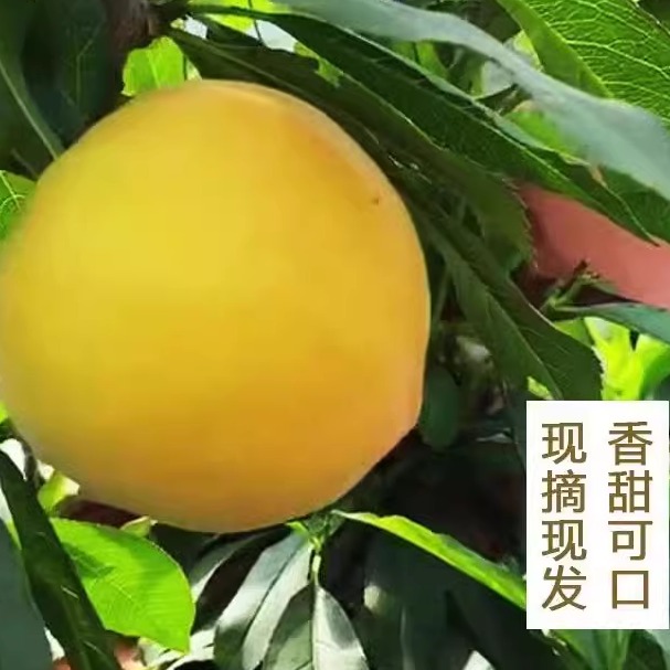 丑桃黄金蜜桃子应季孕妇水果混合即食新鲜现摘南阳桐柏爆炸甜桃子-图2