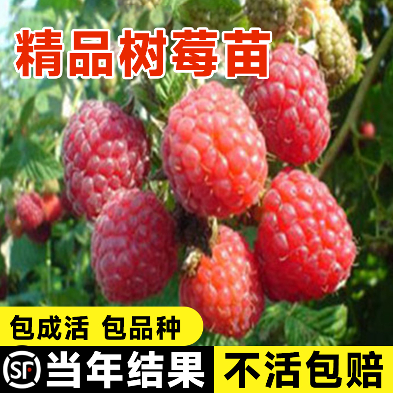 红树莓果苗南方种植黑莓可食用室内阳台庭院盆栽地栽水果嫁接果树 - 图0