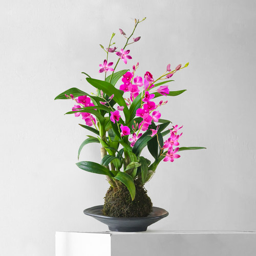 水培植物石斛兰小盆栽带花苞苔藓球绿植花卉花苗室内桌面兰花盆景 - 图2