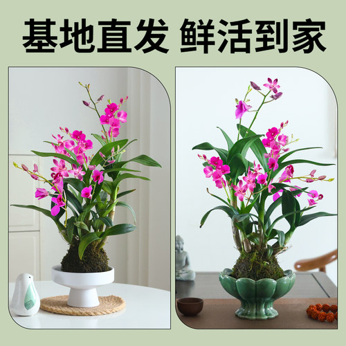 水培植物石斛兰小盆栽带花苞苔藓球绿植花卉花苗室内桌面兰花盆景 - 图3