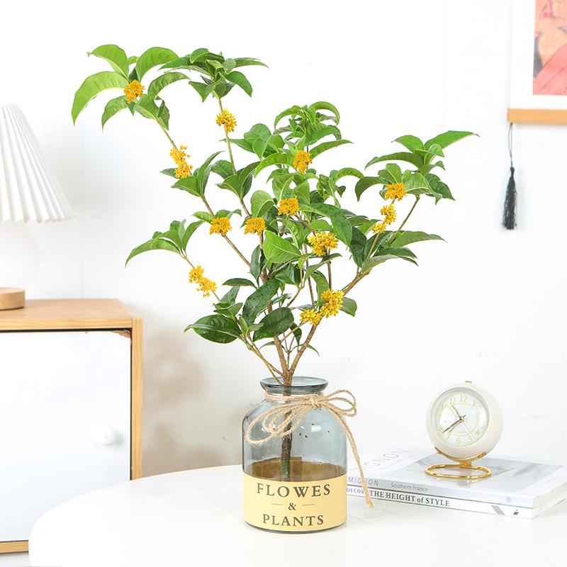 水培植物桂花盆栽花卉植物室内花盆栽客厅绿植水养易活浓香型盆景 - 图1