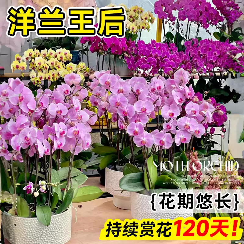 精品白色蝴蝶兰盆栽带花苞室内花卉花苗室内客厅桌面植物兰花盆景,淘宝优惠券,粉丝福利购,淘宝优惠卷