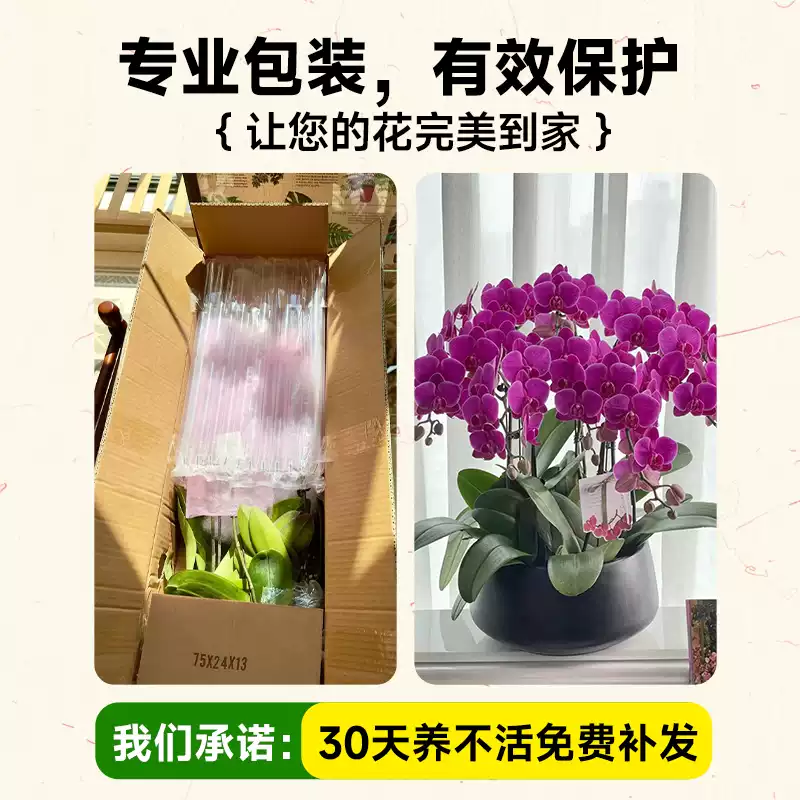 精品白色蝴蝶兰盆栽带花苞室内花卉花苗室内客厅桌面植物兰花盆景,淘宝优惠券,粉丝福利购,淘宝优惠卷