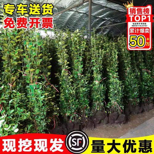 北海道黄杨绿篱苗围墙篱笆冬青树苗四季常青植物绿化法国冬青丛生 - 图2