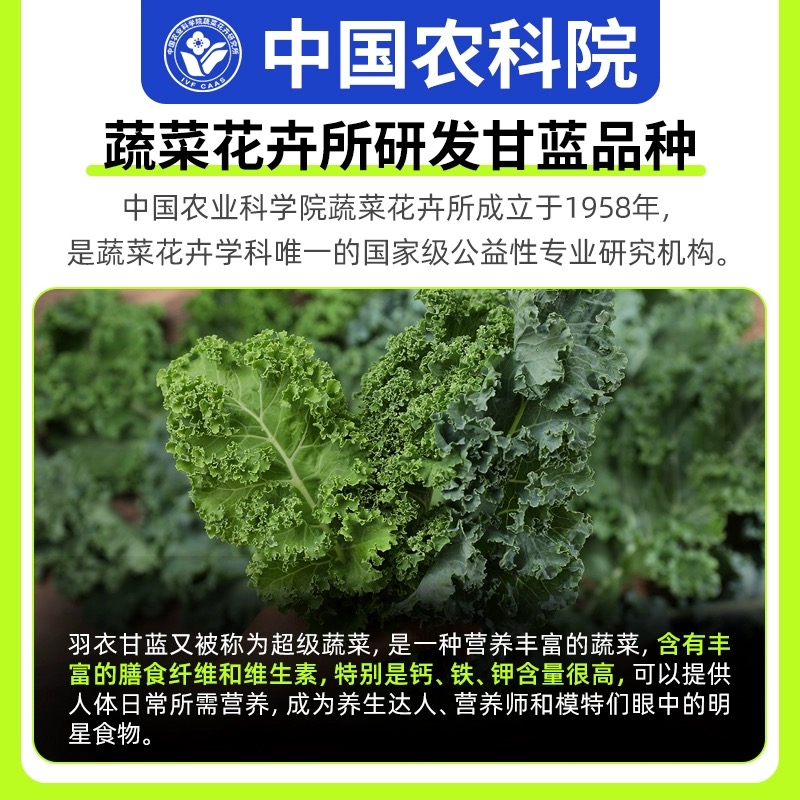 中国农科院羽衣甘蓝粉徐姬好好吃的羽衣甘蓝粉粉蔬菜粉冲饮健康 - 图2