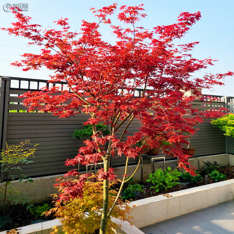 日本红枫树苗庭院别墅花园室外种植耐寒耐热植物风景树盆栽红枫苗 - 图2