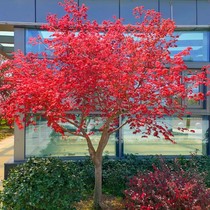 Courtyard Red Maple Tree Miao Red Dance Dj Potted Japan American Scenery Sapling Zhengzong Three Seasons Red China Red Maple Small Fry