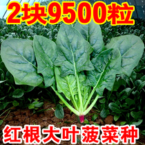 Red Roots Large Leaf Spinach Seeds heat resistant and cold-resistant hybrid spinach seed Balcony Planting Vegetable Seed to Grow Winter