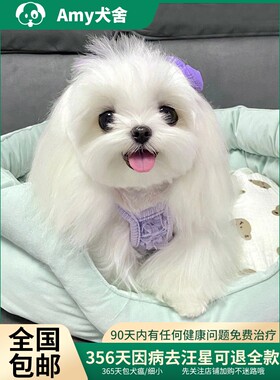 香港犬舍血统韩版白色马尔济斯犬幼崽西施犬超小比熊茶杯犬宠物狗