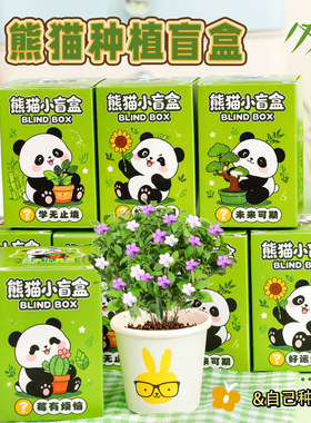 栽幼儿园桌面绿植摆件学生迷你小