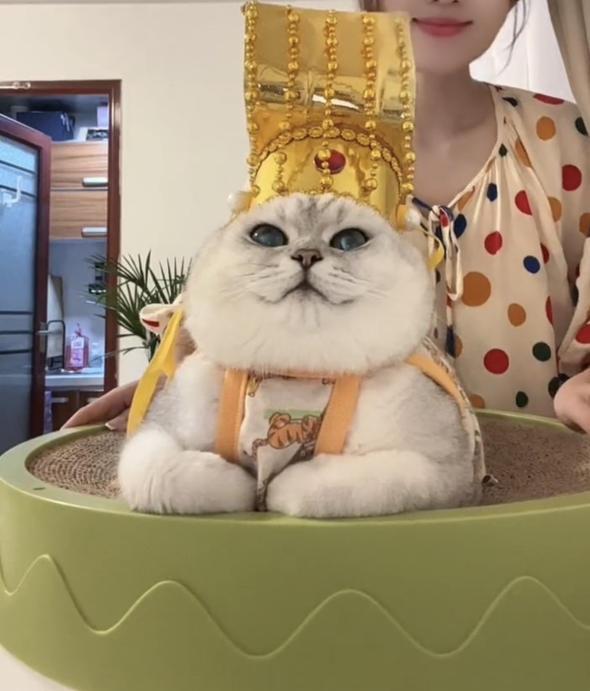 猫咪皇上驾到帽子创意搞笑古代皇帝驾到小猫小狗宠物头套可爱头饰