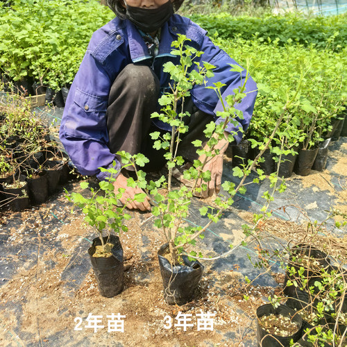 醋栗灯笼果苗可食用浆果易种易活四季种植室内外盆栽果树带土耐寒 - 图0