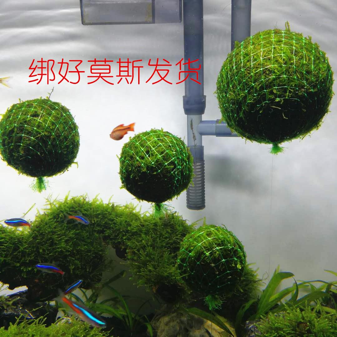 悬浮莫斯浮球绑好莫斯发货水族箱鱼缸造景水草打造悬浮意境造景观 - 图1