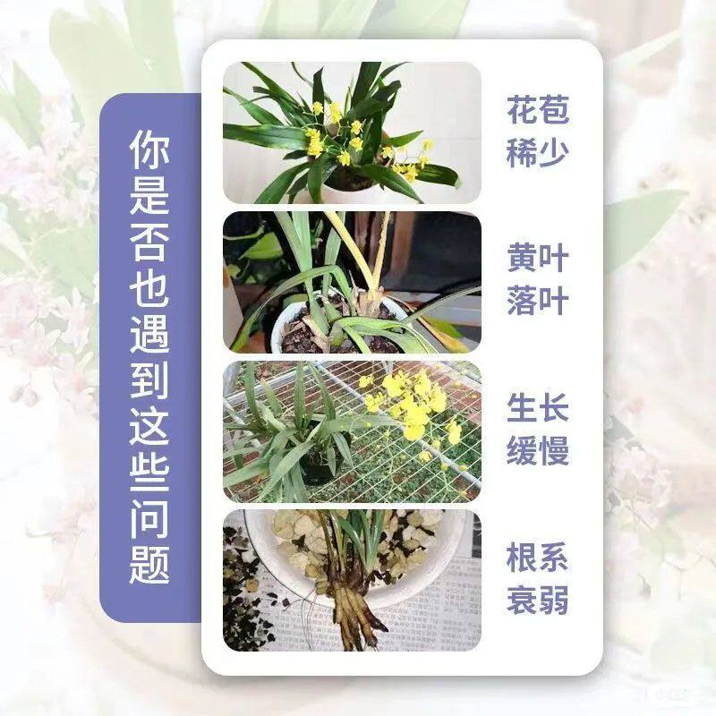 文心兰营养液专治开花慢不开花掉花苞黄叶枯萎免稀释高效液体肥,淘宝优惠券,粉丝福利购,淘宝优惠卷
