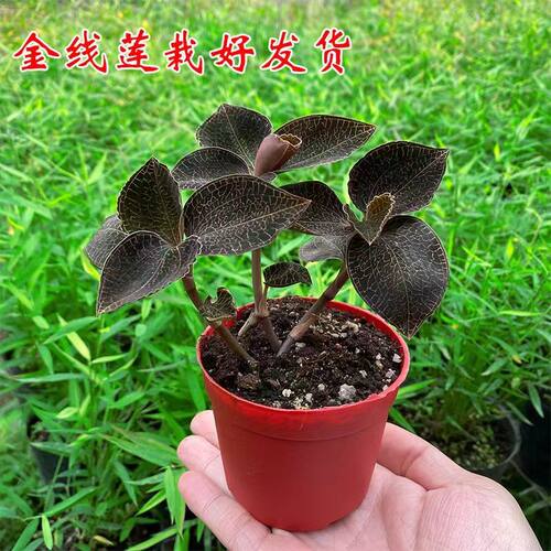 福建南靖品种 金线莲种苗 组培苗瓶苗 红霞 盆栽绿植厂家直供包邮 - 图0
