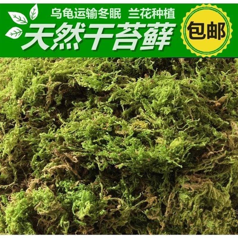 新疆西藏包邮干苔藓水苔蝴蝶兰石斛兰花青苔乌龟蜥蜴蛇冬眠垫材保 - 图1