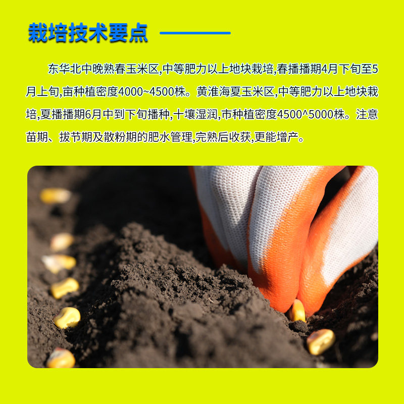 丰乐农化国审MC121玉米种杂交种子大棒抗病大田玉米原装正品,淘宝优惠券,粉丝福利购,淘宝优惠卷