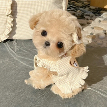 Malté puppies grey teddy small body Malteddy dog teacup dog with little champagne teddy pet VIPs