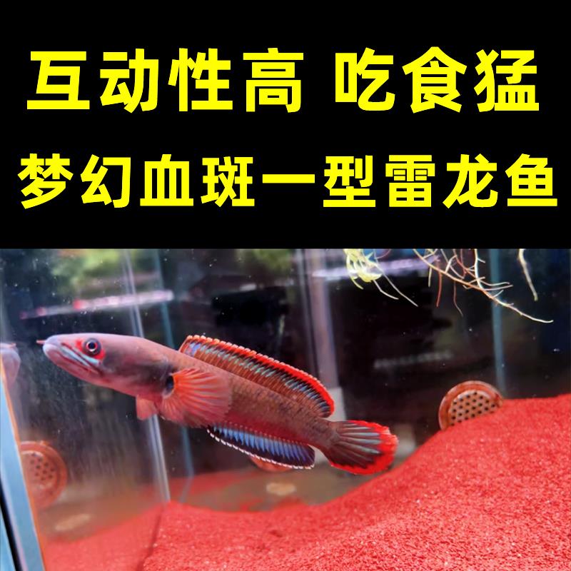 彩虹鬼王蓝宝石雷龙鱼幼苗眼镜蛇红月观赏鱼淡水大型凶猛肉食好养-图2