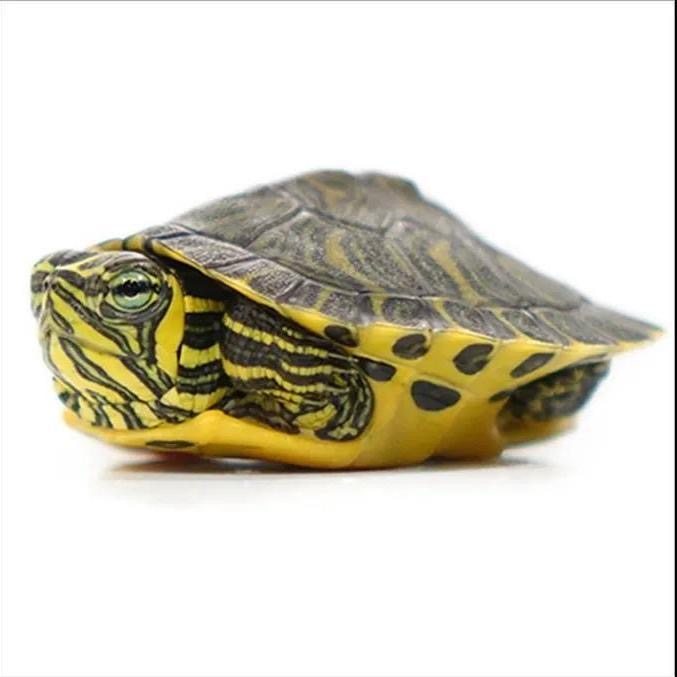 深水吃粪龟乌龟活物草龟淡水观赏龟鱼龟混养水质净化吃鱼屎的王八,淘宝优惠券,粉丝福利购,淘宝优惠卷