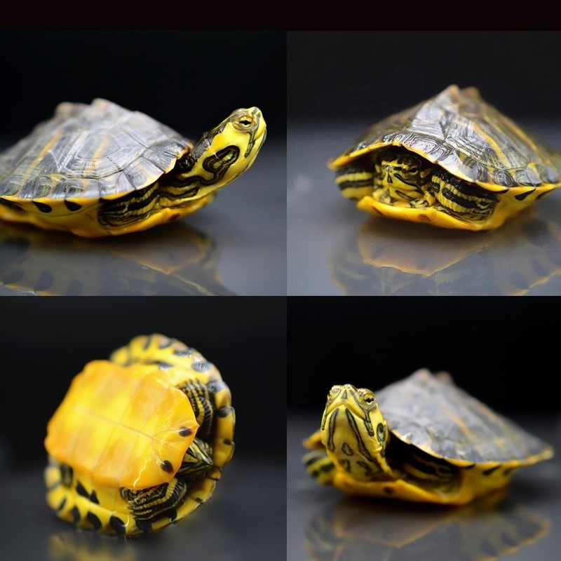 深水吃粪龟乌龟活物草龟淡水观赏龟鱼龟混养水质净化吃鱼屎的王八,淘宝优惠券,粉丝福利购,淘宝优惠卷