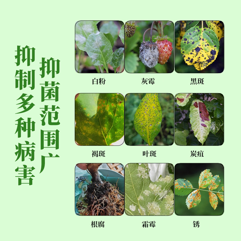 植物菌立清家庭园艺盆栽微生物菌剂通用型免稀释抗菌花肥料300ml - 图2