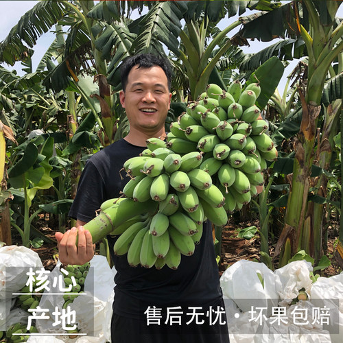 正宗广西小米蕉香蕉新鲜水果当季整箱苹果蕉自然熟甜小芭蕉粉蕉绿 - 图3
