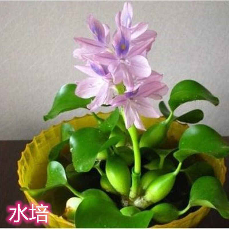 绿浮草 新人首单立减十元 22年6月 淘宝海外