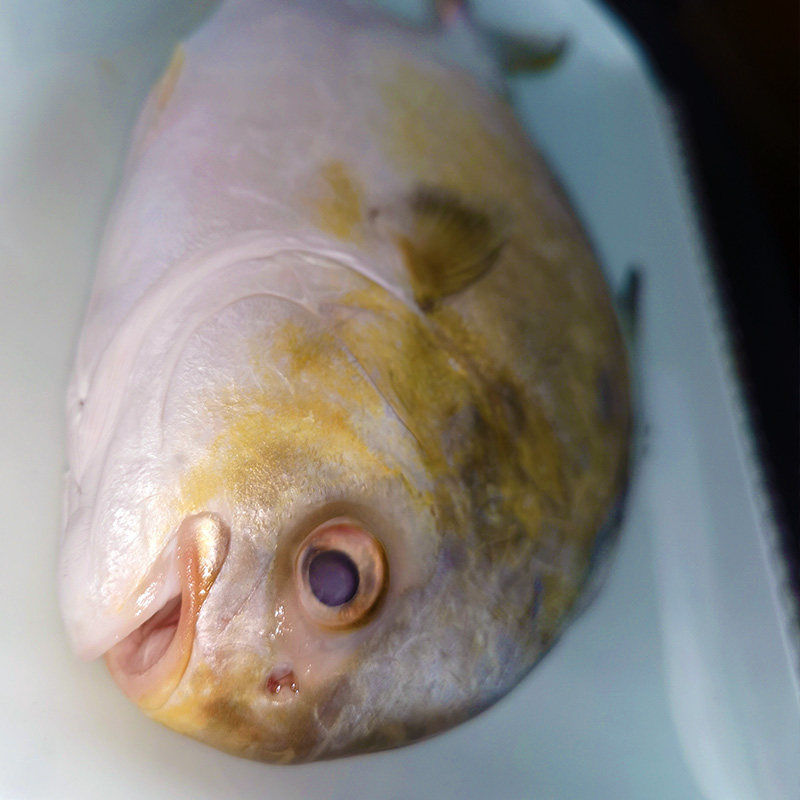 金鲳鱼特大鲳鱼海鱼金昌鱼平鱼银鱼白鲳鳊鱼鲜活新鲜冷冻冰鲜顺丰,淘宝优惠券,粉丝福利购,淘宝优惠卷