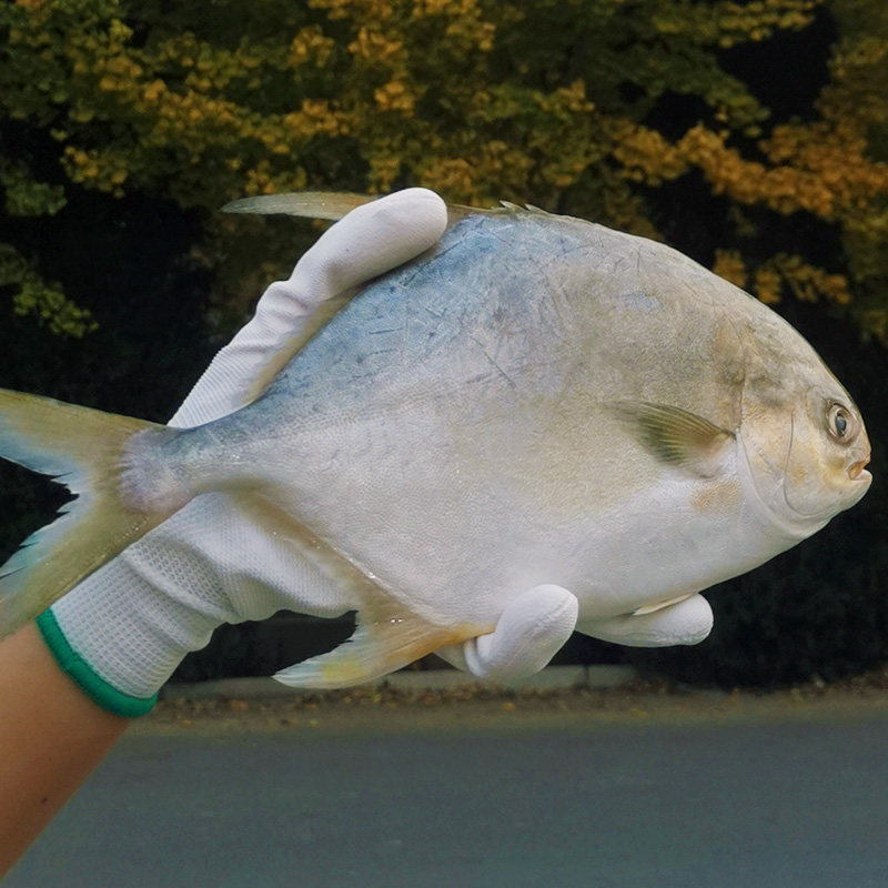 金鲳鱼特大鲳鱼海鱼金昌鱼平鱼银鱼白鲳鳊鱼鲜活新鲜冷冻冰鲜顺丰,淘宝优惠券,粉丝福利购,淘宝优惠卷