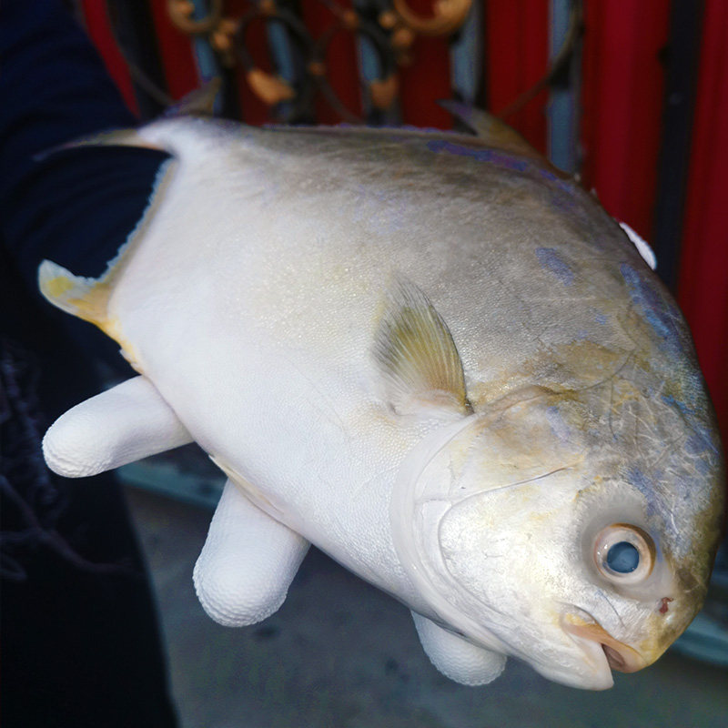 金鲳鱼特大鲳鱼海鱼金昌鱼平鱼银鱼白鲳鳊鱼鲜活新鲜冷冻冰鲜顺丰,淘宝优惠券,粉丝福利购,淘宝优惠卷