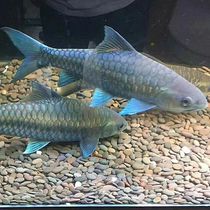 Blue Giri Fish Giro Fish Fry Watch Fish Fry Freshwater Fish Ornamental Fish New Light Lip Mascot Paul Miao