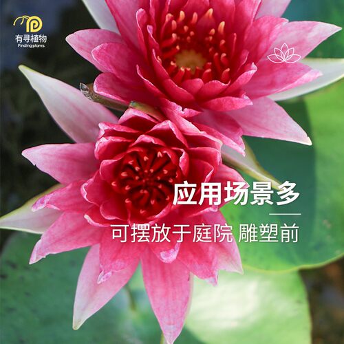 有寻植物睡莲水培植物四季室内花卉莲花水生块根栽水培植物庭院 - 图2
