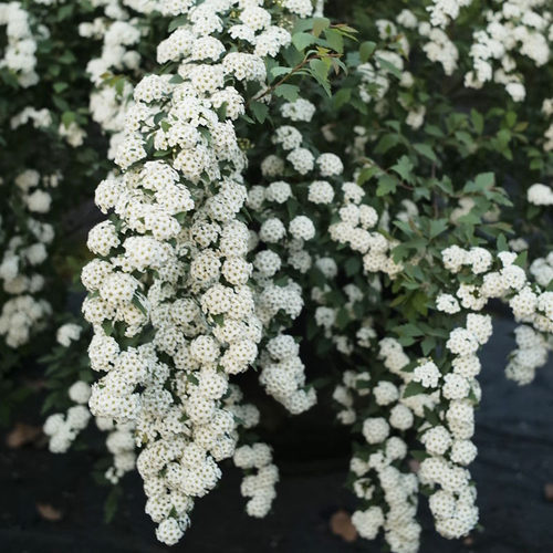 有寻植物喷雪花菱叶绣线菊盆栽黄金喷泉室外花园庭院多年生花卉-图1