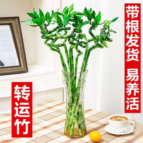 富贵竹带根转运竹子水培植物客厅桌面招财盆栽文昌竹节节高开运竹 - 图2